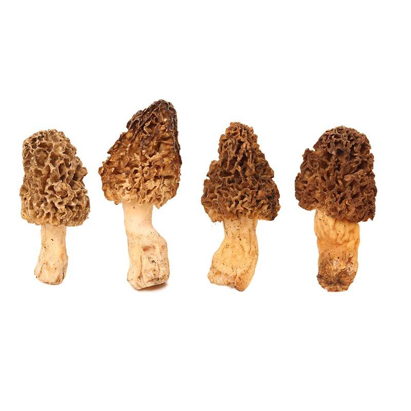 Morilles